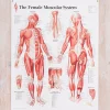 Sale GAZELL01 Muscular System Female Laminated Poster