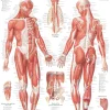 New GAZELL01 Muscular System Male Laminated Poster