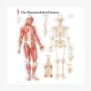 Clearance GAZELL01 Musculoskeletal System Laminated Poster