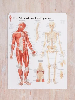 Clearance GAZELL01 Musculoskeletal System Laminated Poster
